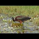 Diesen Vogel hatten wir noch nicht gesehen